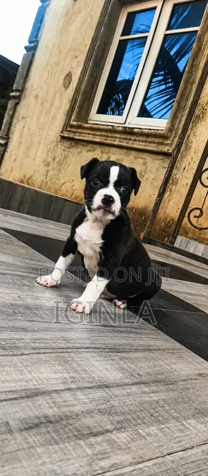 1-3 months Female Purebred American Bully