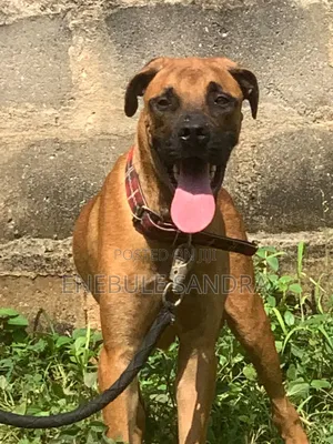 6-12 months Female Purebred Boerboel