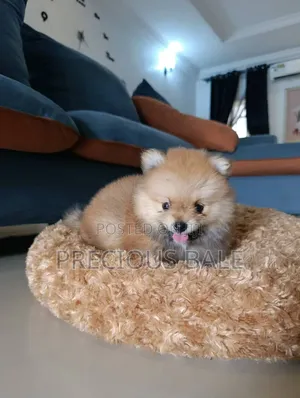 1-3 months Male Purebred Pomeranian