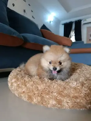 1-3 months Male Purebred Pomeranian