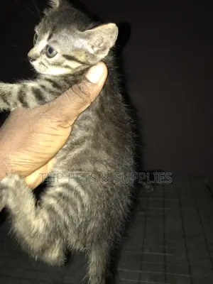 1-3 months Female Purebred Persian