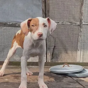 1-3 months Female Purebred American Pit Bull Terrier