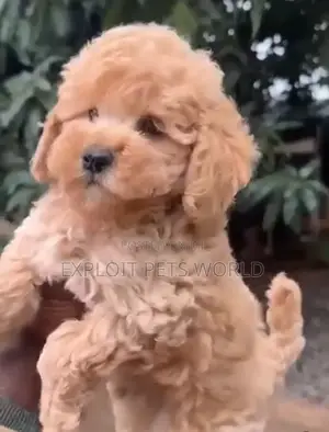1-3 months Male Purebred Poodle
