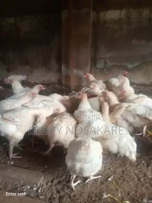 Fresh 8 Weeks Old Live Chickens for Sale!