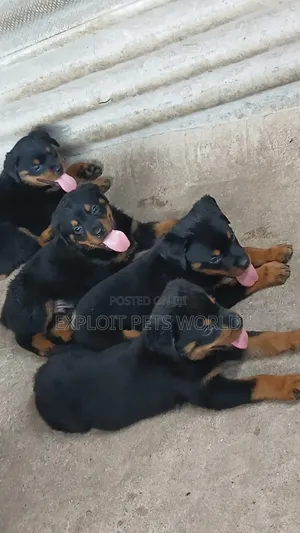 1-3 months Male Purebred Rottweiler