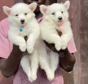 1-3 months Female Purebred American Eskimo