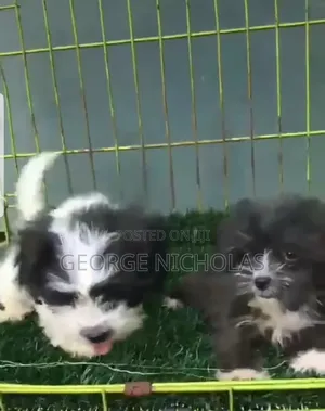 1-3 months Female Purebred Lhasa Apso