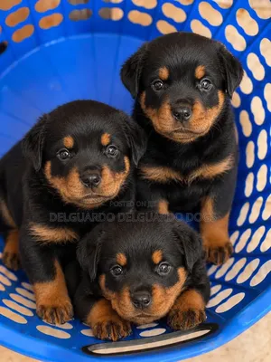 1-3 months Male Purebred Rottweiler