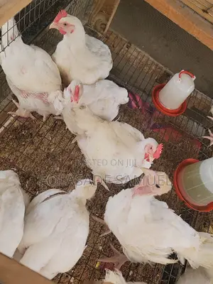 20pcs Matured Broilers for Sale in Ibadan