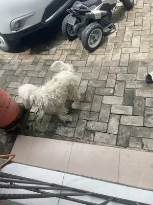 1+ year Male Purebred Lhasa Apso