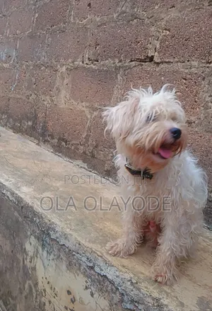 1+ year Male Purebred Lhasa Apso
