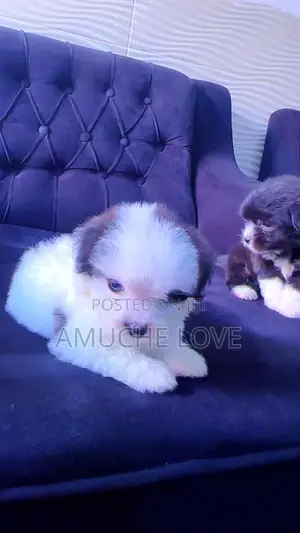 0-1 month Female Purebred Lhasa Apso