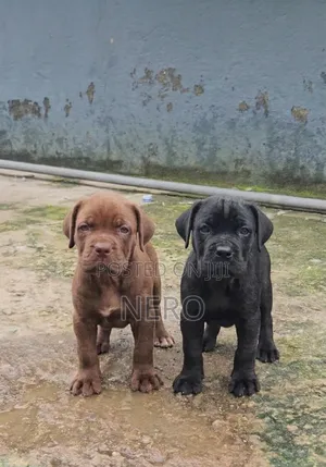 1-3 months Female Purebred Boerboel
