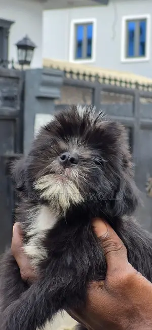 1-3 months Female Purebred Lhasa Apso