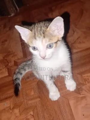 1-3 months Female Mixed Breed Cat