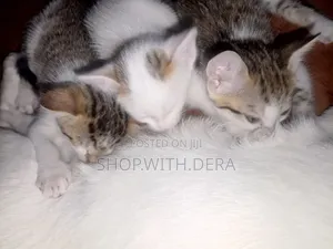 1-3 months Female Mixed Breed Cat