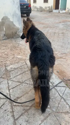 3-6 months Female Purebred German Shepherd