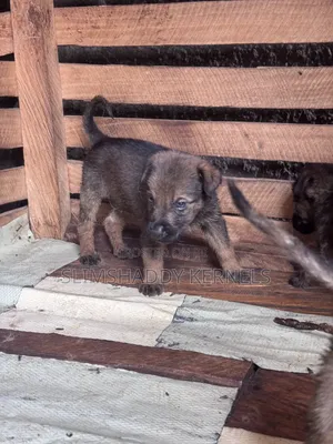 1-3 months Female Purebred German Shepherd