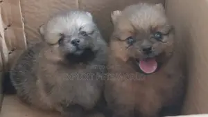 1-3 months Male Purebred Pomeranian