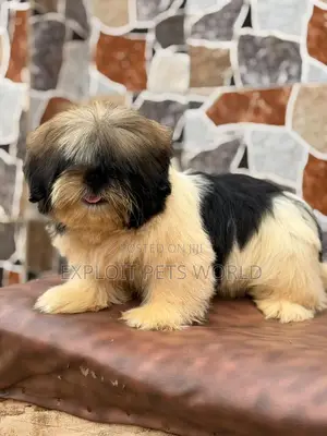 1-3 months Female Purebred Shih Tzu