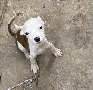 1-3 months Male Purebred American Pit Bull Terrier