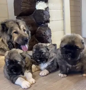 1-3 months Female Purebred Caucasian Shepherd