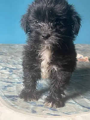 1-3 months Male Purebred Lhasa Apso