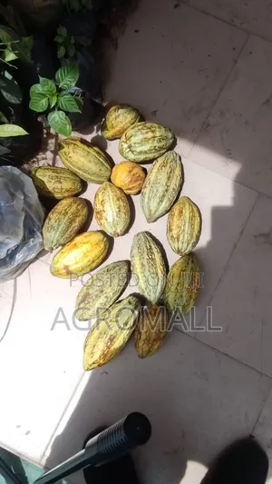 Cocoa Seed _1pod
