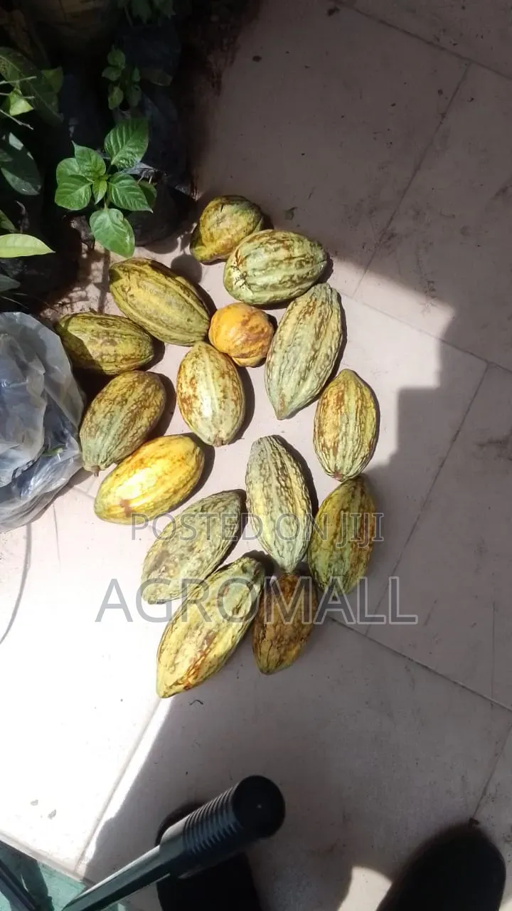 Cocoa Seed _1pod