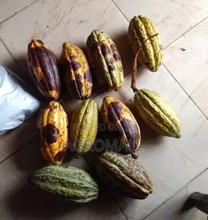 Cocoa Seed _1pod