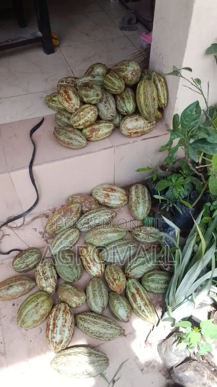Cocoa Seed _1pod