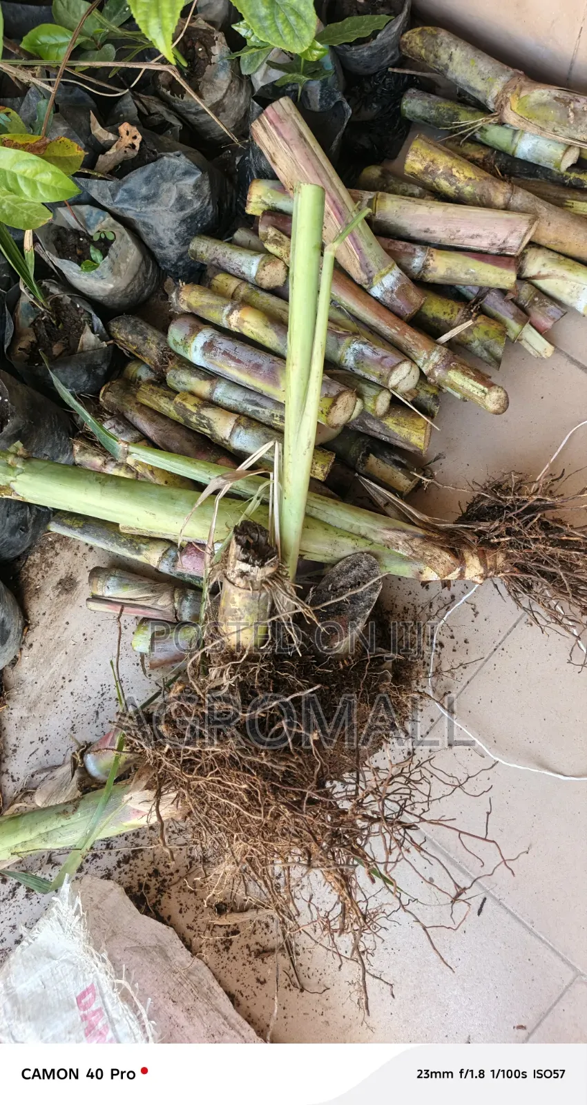 Sugarcane Stems _Planting