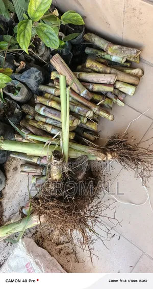 Sugarcane Stems _Planting
