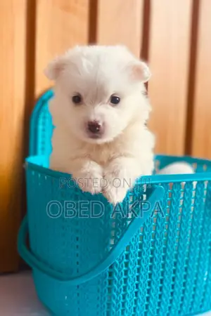 1-3 months Female Purebred American Eskimo