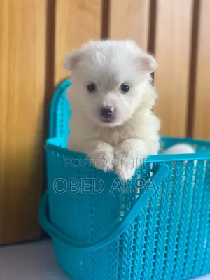 1-3 months Female Purebred Lhasa Apso