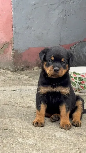 1-3 months Male Purebred Rottweiler