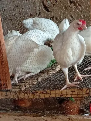 Poultry Farming