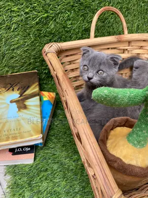 1-3 months Female Purebred Scottish Fold