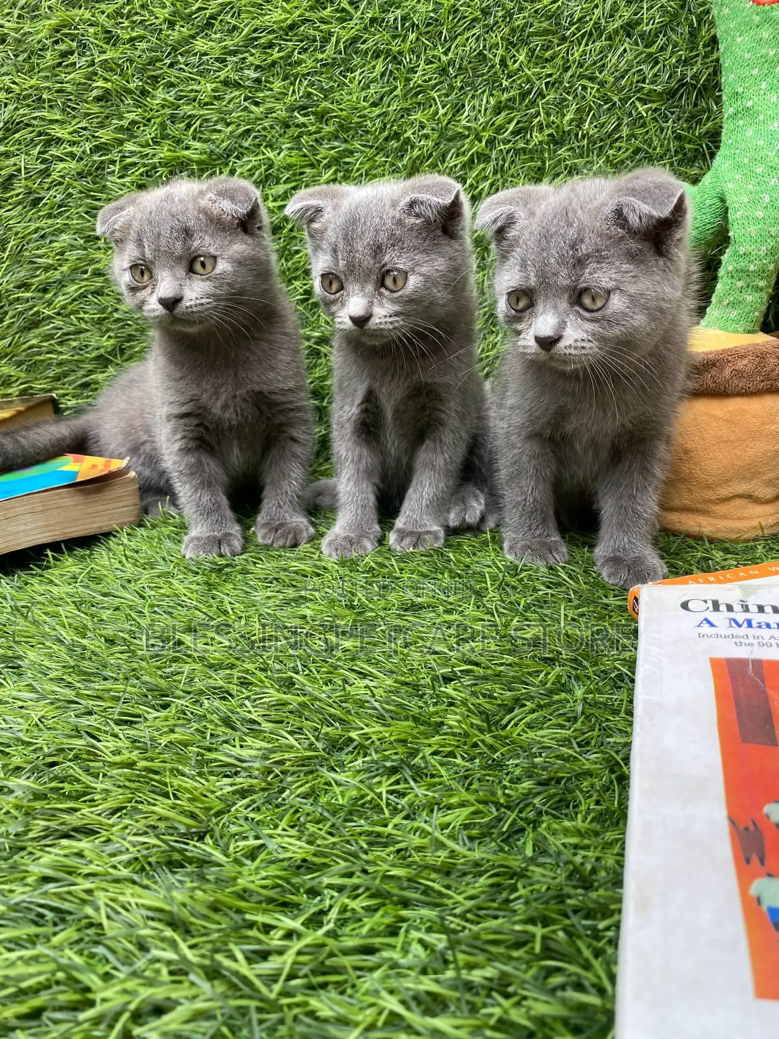 1-3 months Female Purebred Scottish Fold