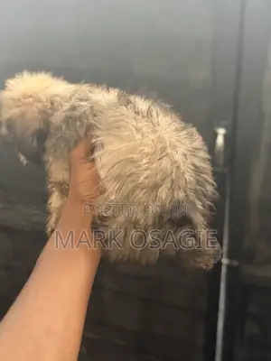 0-1 month Female Purebred Lhasa Apso