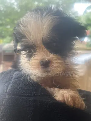 1-3 months Male Purebred Lhasa Apso