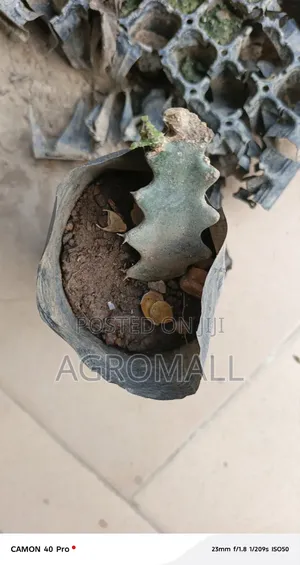 Dragon Fruit _Seedling