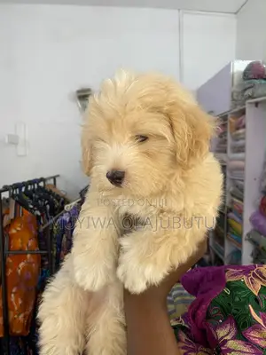 1-3 months Male Purebred Lhasa Apso