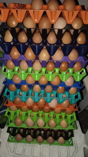 Fresh Eggs