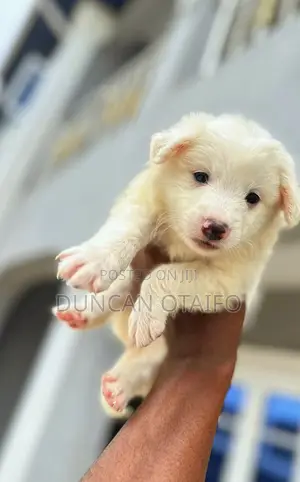 1-3 months Female Purebred American Eskimo
