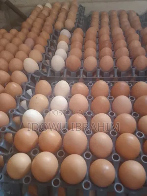 Fresh Eggs From Farm