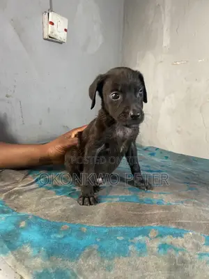 3-6 months Male Purebred American Pit Bull Terrier