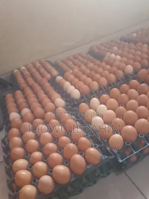 Fresh Eggs From Farm