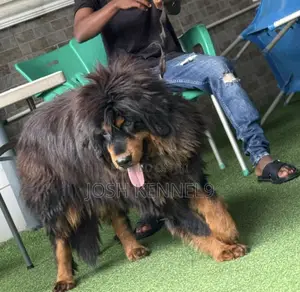 6-12 months Female Purebred Tibetan Mastiff