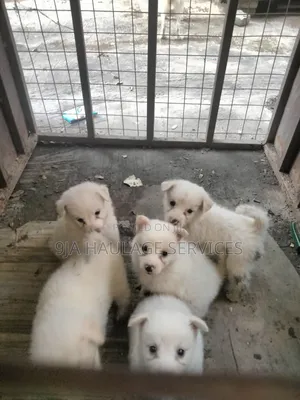 0-1 month Female Purebred American Eskimo
